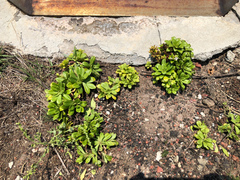 Lysimachia mauritiana