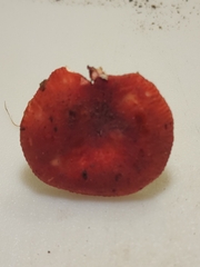 Russula pusilla