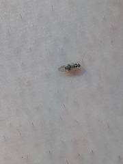 Teliapsocus conterminus