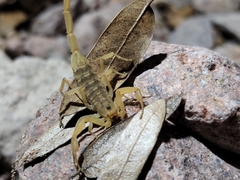Centruroides sculpturatus