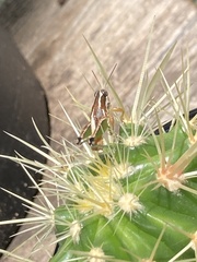 Phaedrotettix dumicola