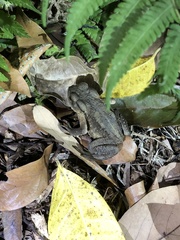 Bufo bankorensis