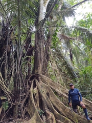 Ficus