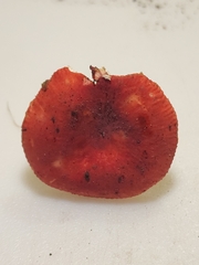 Russula pusilla