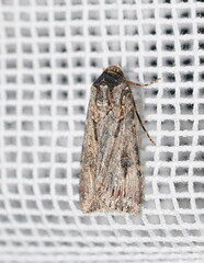 Agrotis