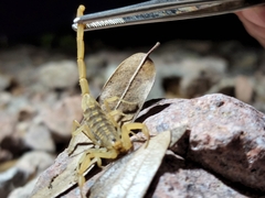 Centruroides sculpturatus