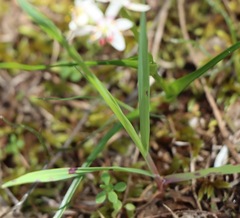 Wurmbea dioica