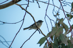 Pachycephala pectoralis