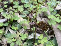 Cyrtostylis reniformis