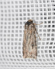 Agrotis