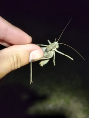 Tettigoniinae