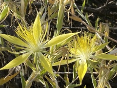 Mentzelia laevicaulis