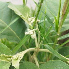 Solanum erianthum