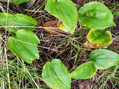 Maianthemum canadense
