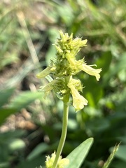 Penstemon confertus