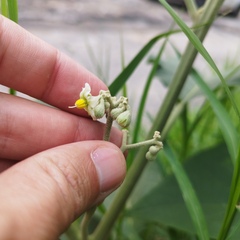 Solanum erianthum