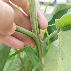 Solanum erianthum