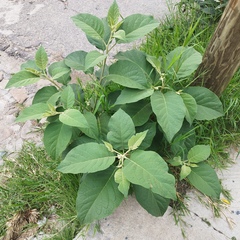 Solanum erianthum