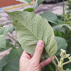Solanum erianthum
