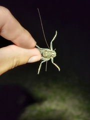 Tettigoniinae