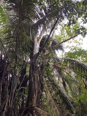 Ficus