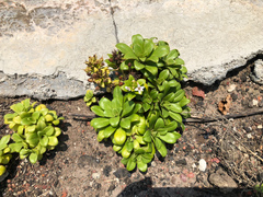 Lysimachia mauritiana