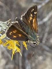 Hesperia comma
