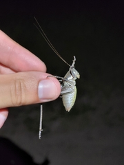 Tettigoniinae