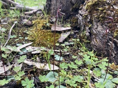 Cyrtostylis reniformis