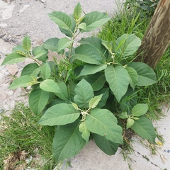 Solanum erianthum