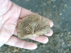 Crepidotus crocophyllus