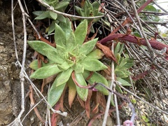 Dudleya