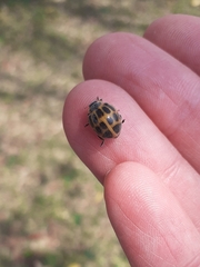 Epilachna paenulata