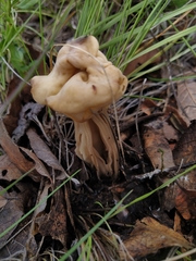 Helvella crispa