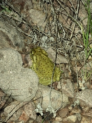Incilius alvarius