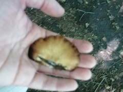 Crepidotus crocophyllus