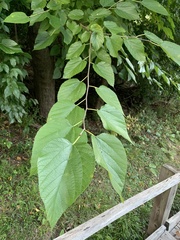 Morus rubra