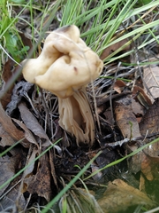 Helvella crispa