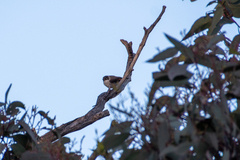 Daphoenositta chrysoptera