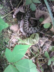 Heterodon platirhinos