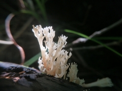 Artomyces pyxidatus