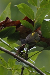 Vermivora chrysoptera