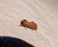 Acrolophus plumifrontella
