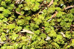 Salvinia molesta