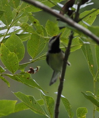 Vermivora chrysoptera
