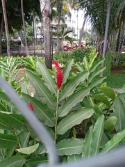 Alpinia purpurata