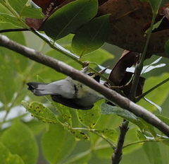 Vermivora chrysoptera