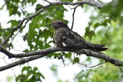 Chordeiles gundlachii