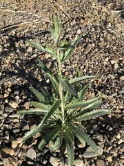 Mentzelia laevicaulis