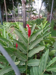 Alpinia purpurata